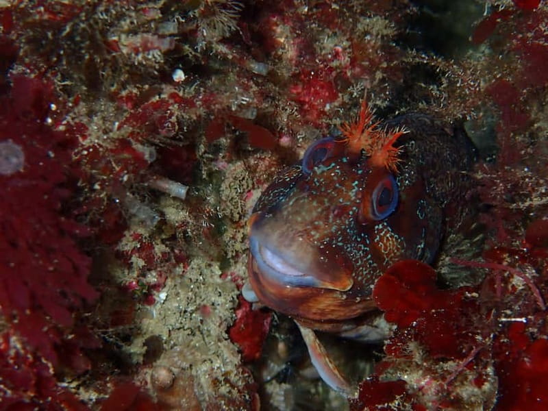 Lisbon: Try Scuba Diving in Arrábida Marine Reserve w/photos - What you may see beneath the surface