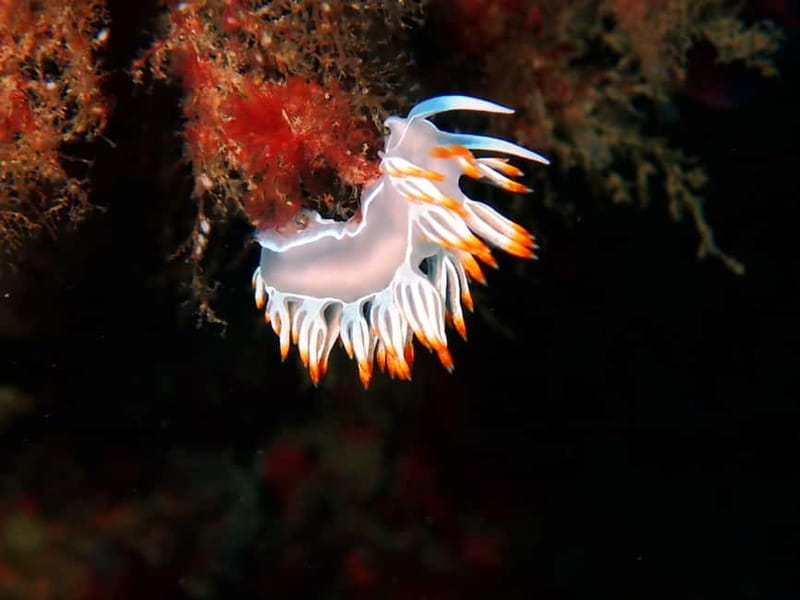Lisbon: Try Scuba Diving in Arrábida Marine Reserve w/photos - Returning to Sesimbra by boat