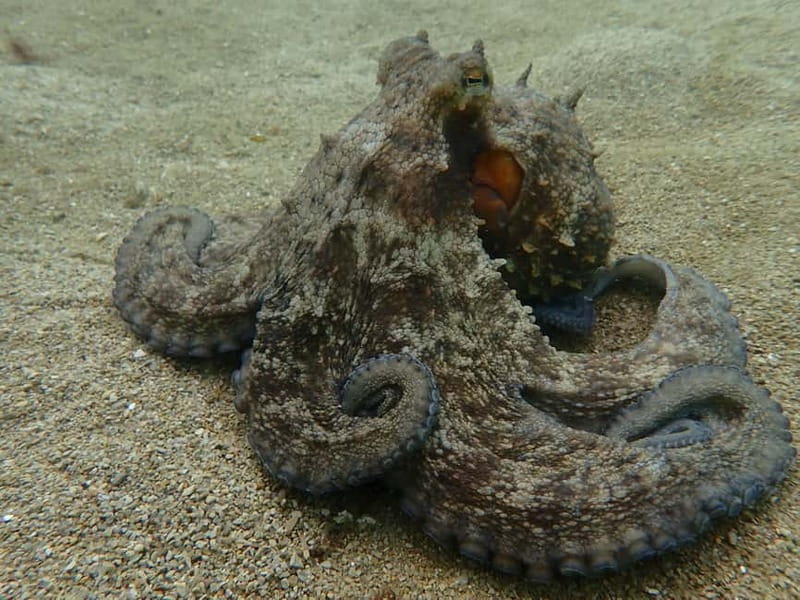 Lisbon: Try Scuba Diving in Arrábida Marine Reserve w/photos - Who should book this experience?