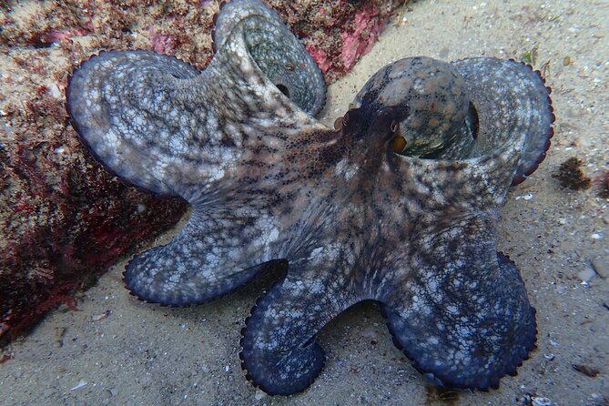 Lisbon: Try Scuba Diving in Arrabida Marine Reserve with photos - The boat ride and route to the marine reserve