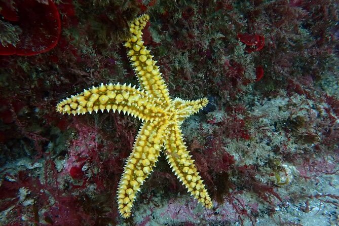 Lisbon: Try Scuba Diving in Arrabida Marine Reserve with photos - Who will get the most from this session