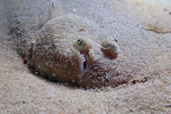 Lisbon: Try Scuba Diving in Arrabida Marine Reserve with photos - Meeting at Porto Abrigo in Sesimbra