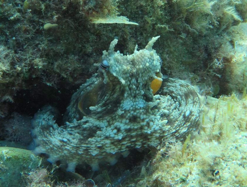 Lloret de Mar: Scuba Diving Experience no License Required - Practical advice for a smoother morning or afternoon