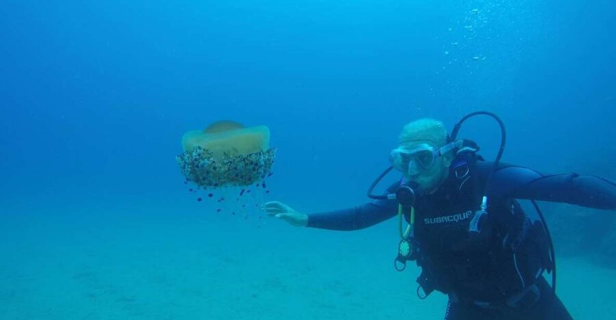 Lloret de Mar: Scuba Diving Experience no License Required - Learning the equipment before entering open water