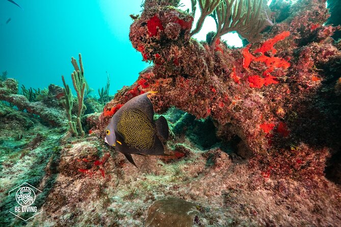 Local Dive in Playa del Carmen - What you might see on the reef