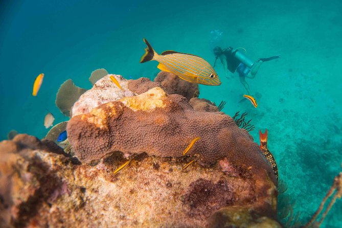 Local Dive in Playa del Carmen - Equipment adds to the $155 price