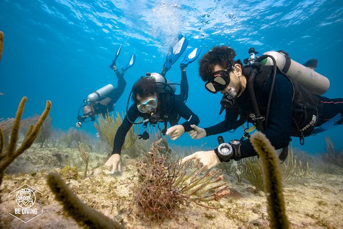 Local Dive in Playa del Carmen - Who will get the most from this outing