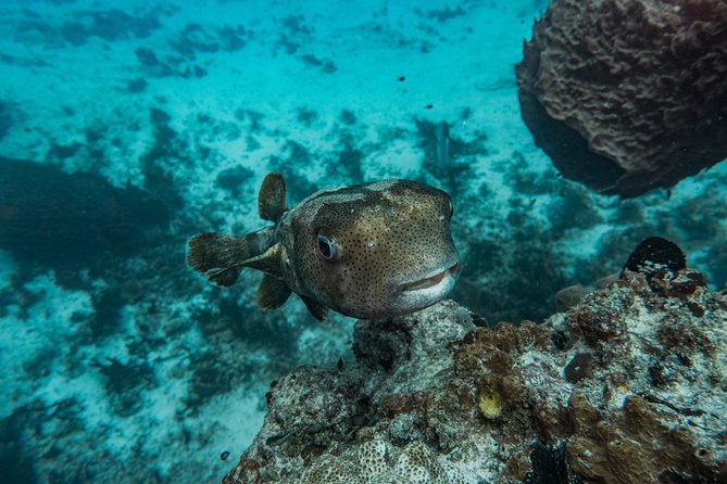 Local Dive in Playa del Carmen - Practical details at Be Diving Scuba Academy