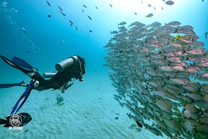 Local Dive in Playa del Carmen - Choosing between a morning and afternoon departure