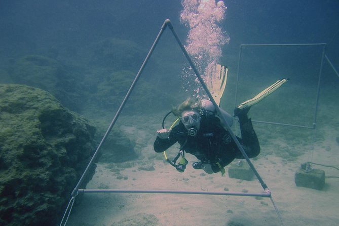 Local Guided Dives (for certified/licensed divers) - Why the Four-Person Limit Matters