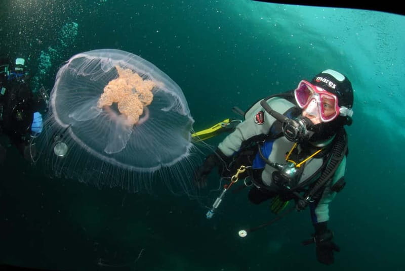 Lofoten: First Time Scuba Diving Experience - Key points at a glance