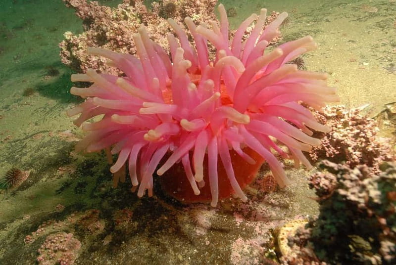 Lofoten: First Time Scuba Diving Experience - What the $282 price really includes