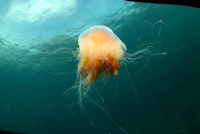 Lofoten: First Time Scuba Diving Experience - Meeting at the white waterfront building