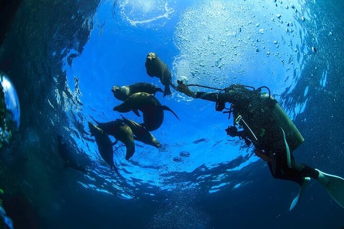 Los Cabos 1 tank dive to Land’s End (Certified Divers) - Equipment costs change the real price
