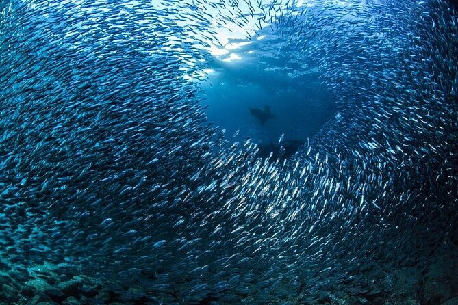 Los Cabos 1 tank dive to Land’s End (Certified Divers) - Who will get the most from this trip