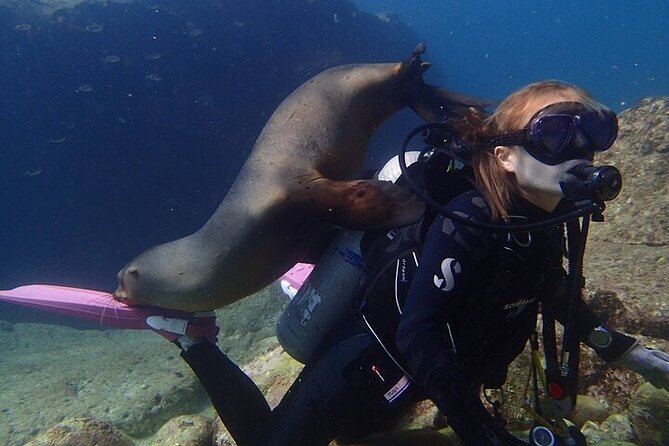 Los Cabos 1 tank dive to Land’s End (Certified Divers) - Practical advice for a smoother morning