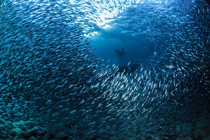 Los Cabos 2 tanks dive to The Corridor (Certified divers) - The first session near Land’s End