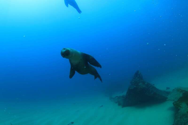 Los Cabos 3-Hour Certified Scuba Diving Tour - When visibility and water temperature are best