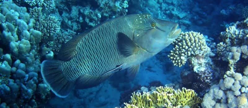 Los Cabos: 3-Hour Introductory Scuba Diving Adventure - The boat ride and possible underwater sites