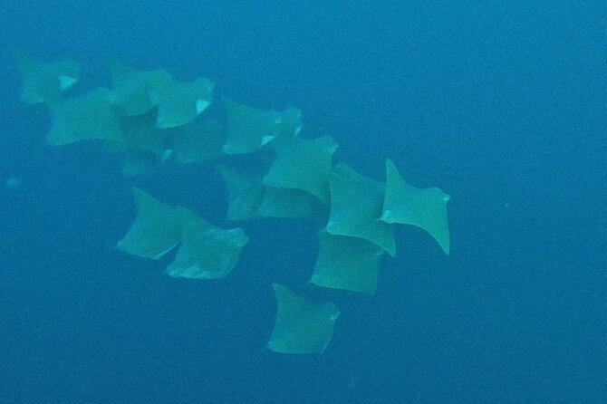 Los Cabos Beginner Scuba Dive Experience - Cruising across Cabo San Lucas Bay