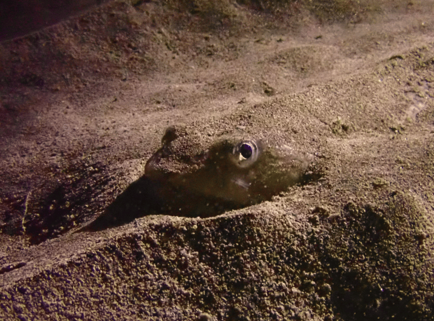 Los Cristianos: Try Dive for beginners - Three hours from briefing to seabed