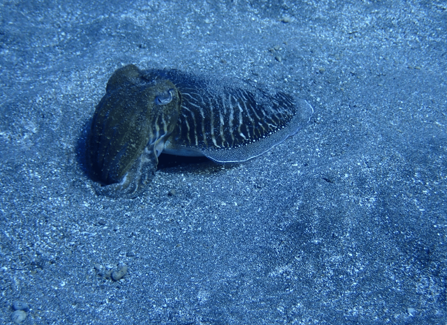 Los Cristianos: Try Dive for beginners - Why the small group matters