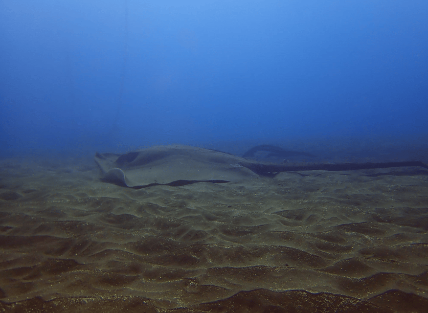 Los Cristianos: Try Dive for beginners - Is $94 a fair price?