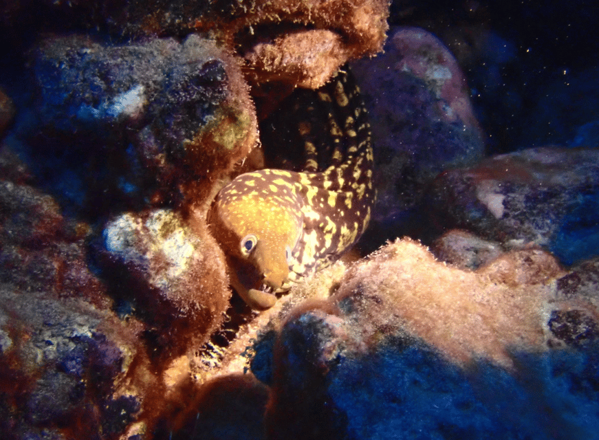 Los Cristianos: Try Dive for beginners - Who should book this experience
