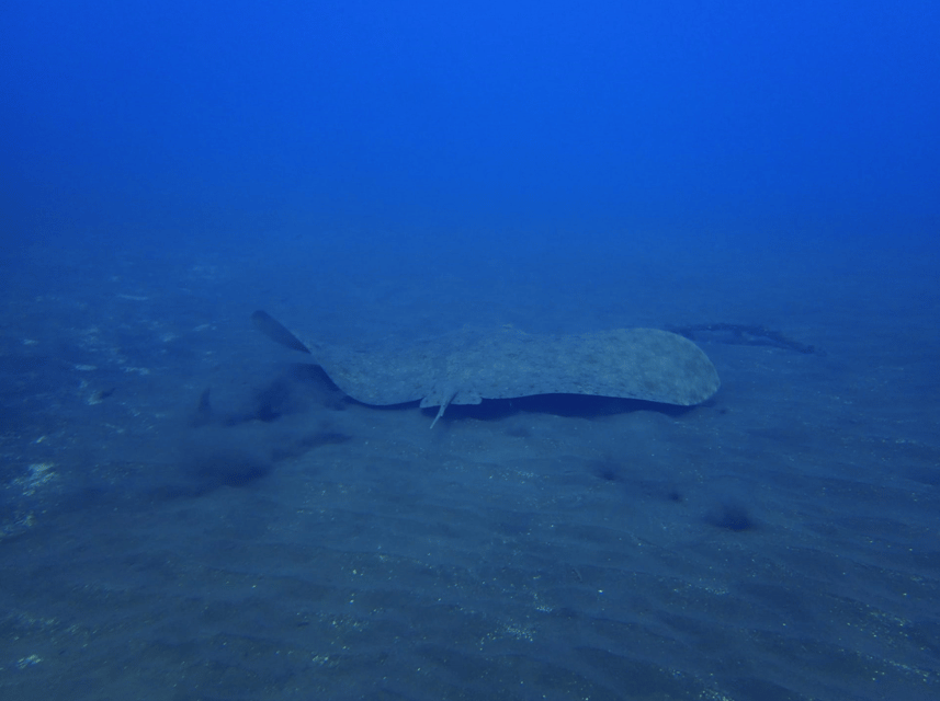 Los Cristianos: Try Dive for beginners - Practical details before you go