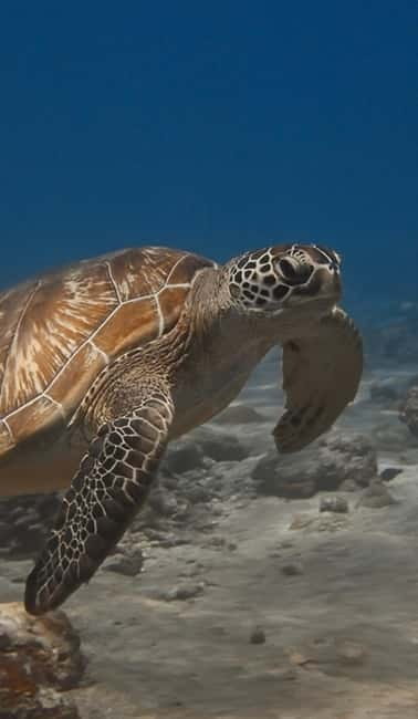 Maafushi: Discover Scuba Diving Class, First Time Experience - Should you book it?