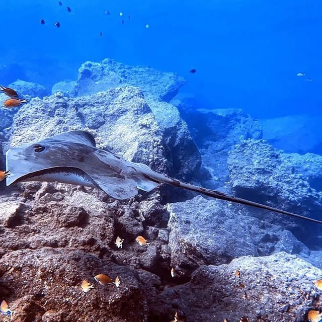 Madeira, Ponta São Lourenço: Scuba Diving for Beginners - What you might see below the surface