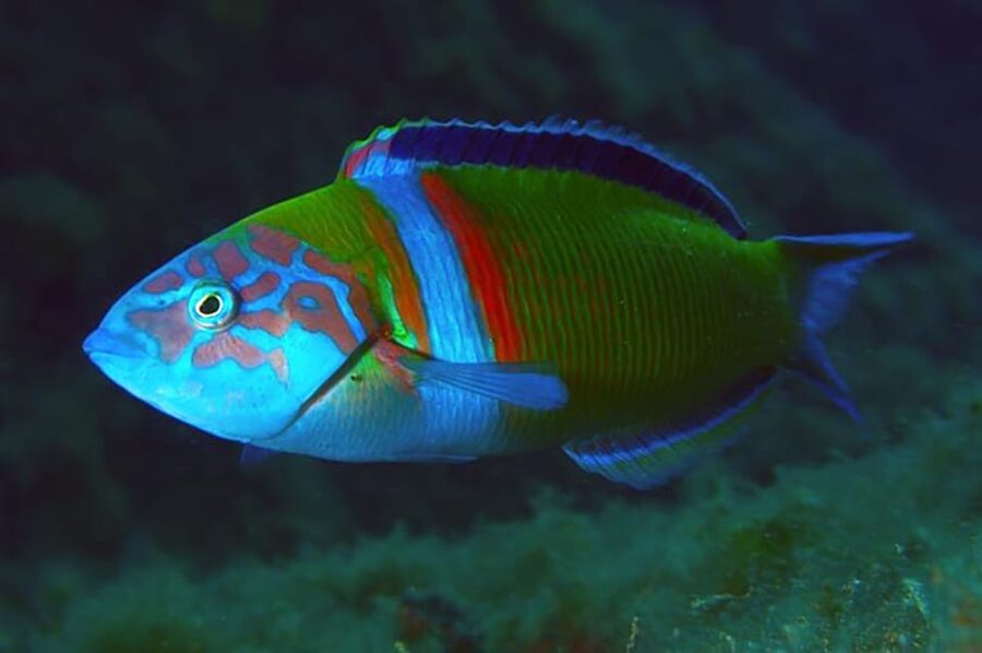 Madeira, Ponta São Lourenço: Scuba Diving for Beginners - Who should book this Madeira activity?