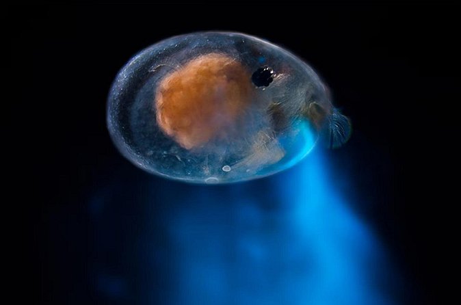 Magical Bioluminescent Night Dive - Entering the water at the right time