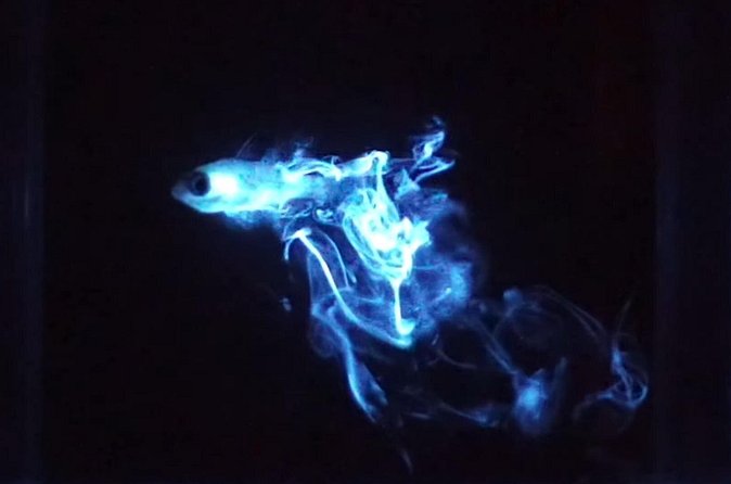 Magical Bioluminescent Night Dive - Who will get the most from this outing