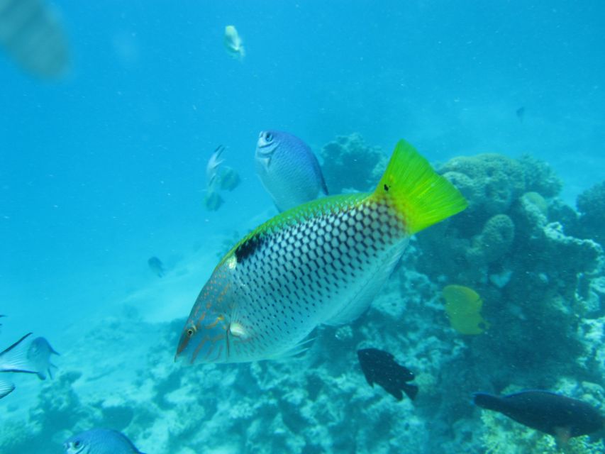 Makadi Bay: Snorkelling and Diving Island Trip - Reef time and underwater viewing