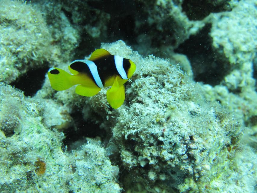 Makadi Bay: Snorkelling and Diving Island Trip - Crew, languages, and the feel of the day