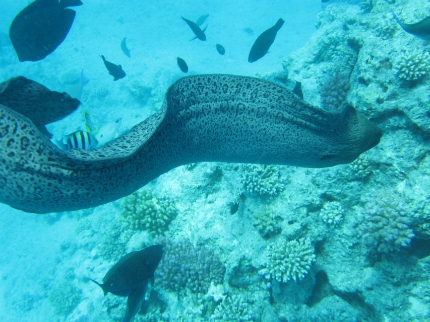 Makadi Bay: Snorkelling and Diving Island Trip - Who should book this Makadi Bay outing?