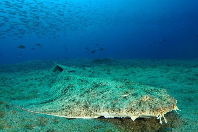 Make a private Try Dive, for your first Scuba experience! - Who will get the most from this activity