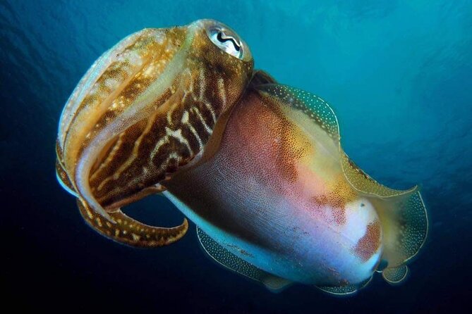 Make a private Try Dive, for your first Scuba experience! - The small details that improve the day