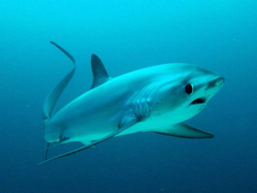 Malapascua: Advance Divers Shark Dive & Optional Transfer - Key points to know before booking