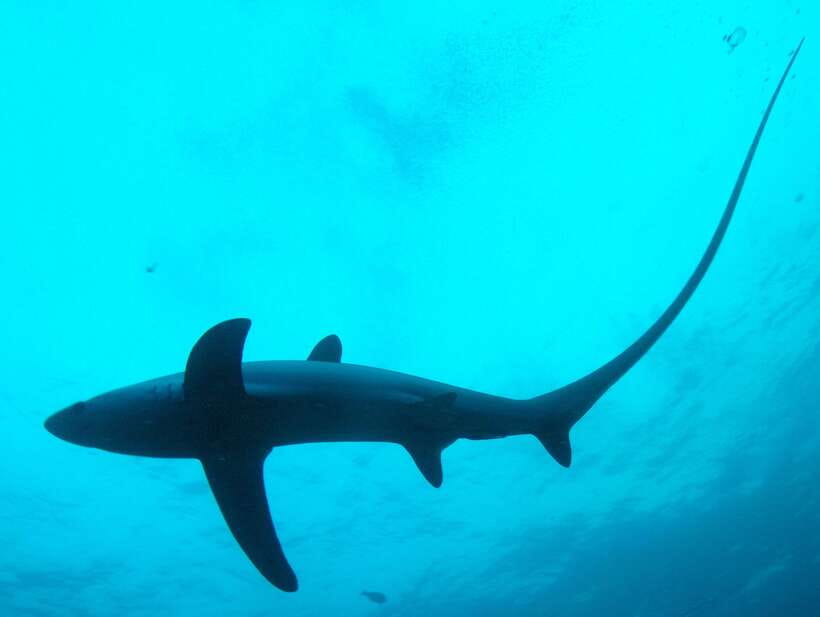 Malapascua: Advance Divers Shark Dive & Optional Transfer - Why Malapascua is famous for thresher sharks