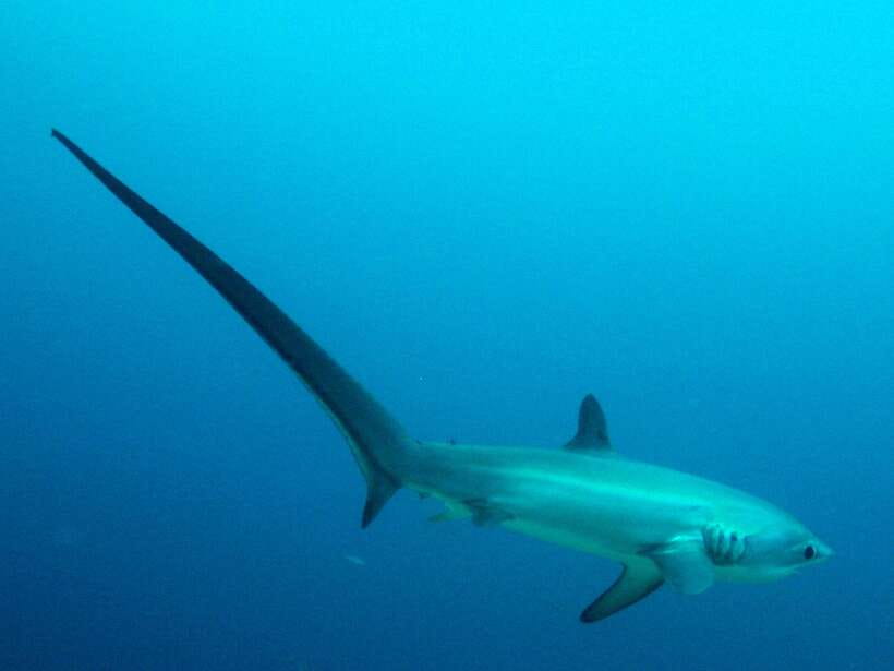 Malapascua: Advance Divers Shark Dive & Optional Transfer - Reaching Monad and Kimud Shoal by banca boat