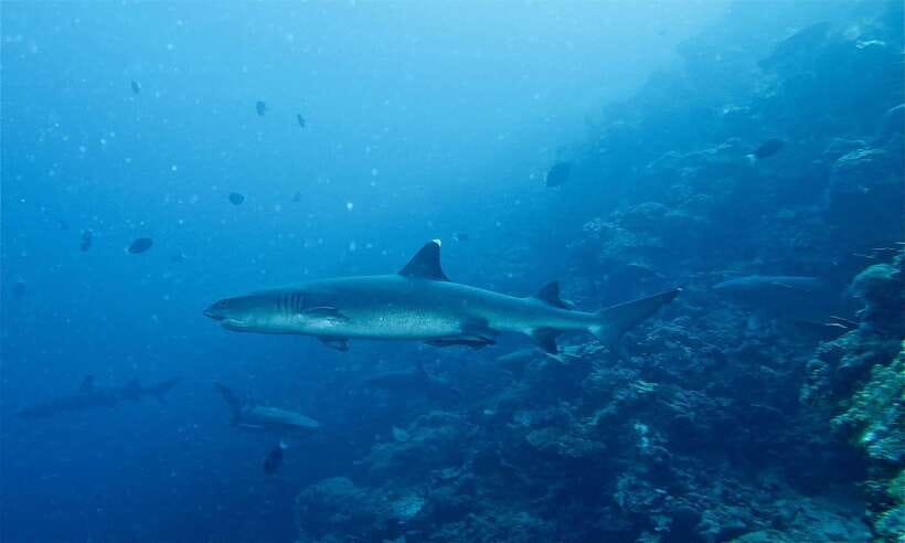 Malapascua: Advance Divers Shark Dive & Optional Transfer - Optional transport from Cebu City or Mactan