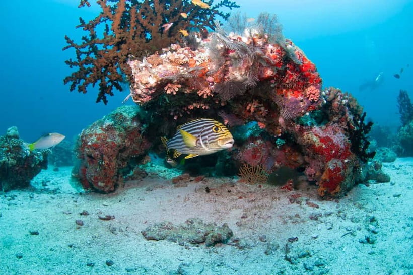 Maldives: Discover Scuba Diving - Key points to know before booking