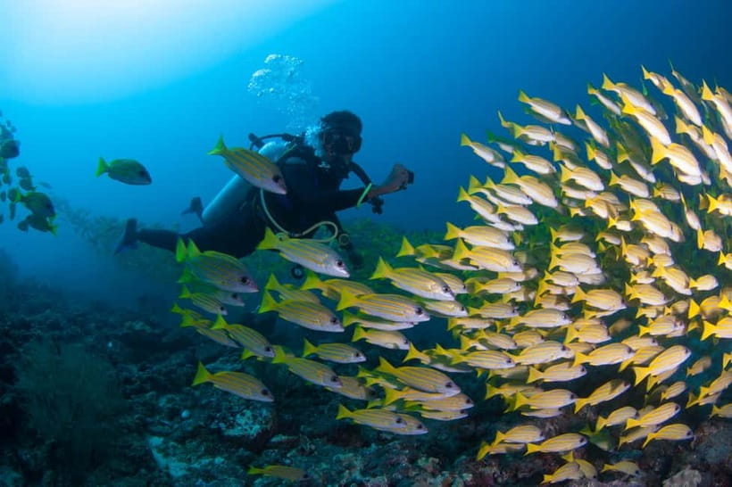 Maldives: Discover Scuba Diving - Meeting Maldives marine life underwater