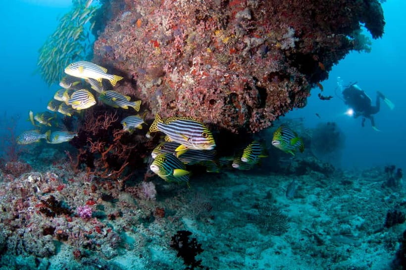 Maldives: Discover Scuba Diving - Learning the basics before open water