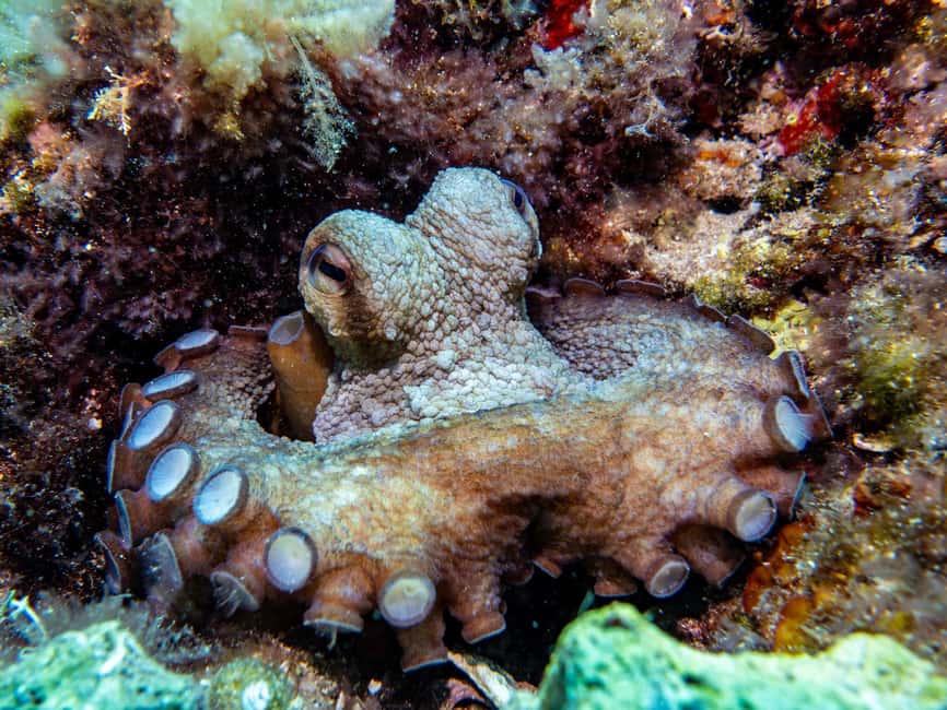 Mallorca: Adventure Diving (without a license - in the quiet off-season) - At a Glance