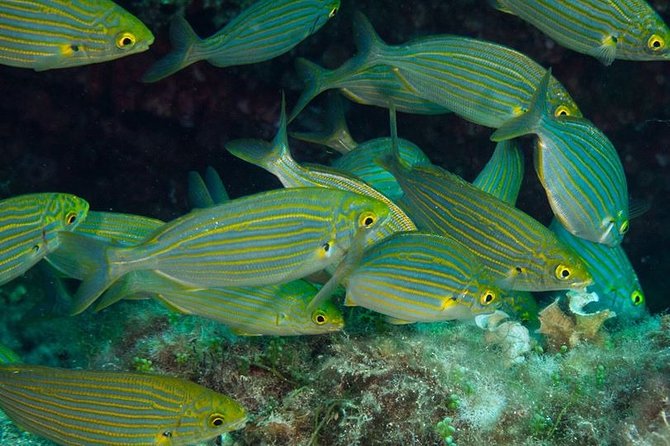 Mallorca: Discover Scuba Diving from the beach - Who should book it, and who should skip it