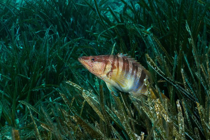 Mallorca: Discover Scuba Diving from the beach - Learning the basics before entering deeper water