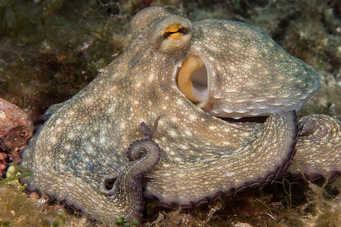 Mallorca: Discover Scuba Diving from the boat - A first taste of Mallorca beneath the surface